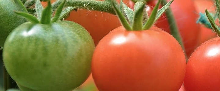 Growing Tomatoes